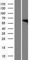 FAM82A1 Protein - Western validation with an anti-DDK antibody * L: Control HEK293 lysate R: Over-expression lysate