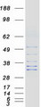 FAM82B Protein - Purified recombinant protein RMDN1 was analyzed by SDS-PAGE gel and Coomassie Blue Staining