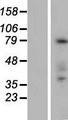 FAM83C Protein - Western validation with an anti-DDK antibody * L: Control HEK293 lysate R: Over-expression lysate