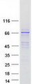 FAM83D Protein - Purified recombinant protein FAM83D was analyzed by SDS-PAGE gel and Coomassie Blue Staining