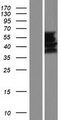 FAM90A5 Protein - Western validation with an anti-DDK antibody * L: Control HEK293 lysate R: Over-expression lysate