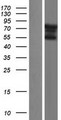 FAM90A8 Protein - Western validation with an anti-DDK antibody * L: Control HEK293 lysate R: Over-expression lysate