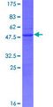 FAM96A Protein - 12.5% SDS-PAGE of human FAM96A stained with Coomassie Blue