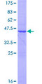 FAM96B Protein - 12.5% SDS-PAGE of human FAM96B stained with Coomassie Blue