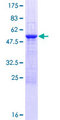 FAM9B Protein - 12.5% SDS-PAGE of human FAM9B stained with Coomassie Blue