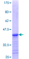 FAM9B Protein - 12.5% SDS-PAGE Stained with Coomassie Blue.