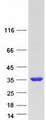 FAM9B Protein - Purified recombinant protein FAM9B was analyzed by SDS-PAGE gel and Coomassie Blue Staining