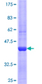 FAM9C Protein - 12.5% SDS-PAGE Stained with Coomassie Blue.