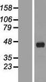 FANK1 Protein - Western validation with an anti-DDK antibody * L: Control HEK293 lysate R: Over-expression lysate