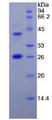 FAP Alpha Protein - Recombinant Fibroblast Activation Protein Alpha By SDS-PAGE