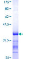 FARP2 / FRG Protein - 12.5% SDS-PAGE Stained with Coomassie Blue.