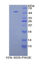 FBN1 / Fibrillin 1 Protein - Recombinant Fibrillin 1 By SDS-PAGE