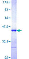 FBX33 / FBXO33 Protein - 12.5% SDS-PAGE Stained with Coomassie Blue.