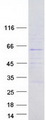 FBX33 / FBXO33 Protein - Purified recombinant protein FBXO33 was analyzed by SDS-PAGE gel and Coomassie Blue Staining