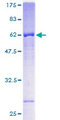 FBXL12 Protein - 12.5% SDS-PAGE of human FBXL12 stained with Coomassie Blue