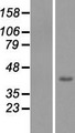 FBXL14 Protein - Western validation with an anti-DDK antibody * L: Control HEK293 lysate R: Over-expression lysate