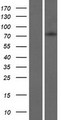 FBXL18 Protein - Western validation with an anti-DDK antibody * L: Control HEK293 lysate R: Over-expression lysate