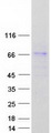 FBXL18 Protein - Purified recombinant protein FBXL18 was analyzed by SDS-PAGE gel and Coomassie Blue Staining
