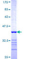 FBXO28 Protein - 12.5% SDS-PAGE Stained with Coomassie Blue.