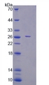 FBXO32 / Fbx32 Protein - Recombinant  F-Box Protein 32 By SDS-PAGE