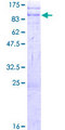 FBXO34 Protein - 12.5% SDS-PAGE of human FBXO34 stained with Coomassie Blue