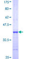 FBXO36 / F-Box Protein 36 Protein - 12.5% SDS-PAGE Stained with Coomassie Blue.