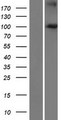 FBXO41 Protein - Western validation with an anti-DDK antibody * L: Control HEK293 lysate R: Over-expression lysate