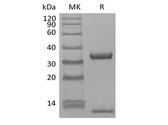 FCGRT / FCRN Protein - Recombinant Human FcRn & B2M Heterodimer (C-6His-Avi) Biotinylated