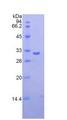FCN3 / Ficolin-3 Protein - Recombinant Ficolin 3 By SDS-PAGE