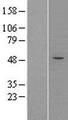 FCRLB / FREB-2 Protein - Western validation with an anti-DDK antibody * L: Control HEK293 lysate R: Over-expression lysate