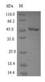 FDFT1 / Squalene Synthase Protein - (Tris-Glycine gel) Discontinuous SDS-PAGE (reduced) with 5% enrichment gel and 15% separation gel.