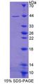 FECH / Ferrochelatase Protein - Recombinant  Ferrochelatase By SDS-PAGE
