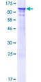 FEM1A Protein - 12.5% SDS-PAGE of human FEM1A stained with Coomassie Blue