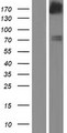 FGD5 Protein - Western validation with an anti-DDK antibody * L: Control HEK293 lysate R: Over-expression lysate