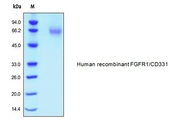 FGFR1 / FGF Receptor 1 Protein