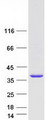 FGL1 / Hepassocin Protein - Purified recombinant protein FGL1 was analyzed by SDS-PAGE gel and Coomassie Blue Staining