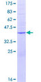 FKBP6 Protein - 12.5% SDS-PAGE of human FKBP6 stained with Coomassie Blue