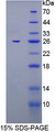 FKBP7 Protein - Recombinant  FK506 Binding Protein 7 By SDS-PAGE