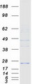 FKSG24 / MPV17L2 Protein - Purified recombinant protein MPV17L2 was analyzed by SDS-PAGE gel and Coomassie Blue Staining