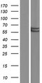 FLAD1 / FADS Protein - Western validation with an anti-DDK antibody * L: Control HEK293 lysate R: Over-expression lysate