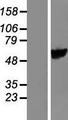 FLJ22028 Protein - Western validation with an anti-DDK antibody * L: Control HEK293 lysate R: Over-expression lysate