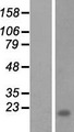 FLJ33360 Protein - Western validation with an anti-DDK antibody * L: Control HEK293 lysate R: Over-expression lysate
