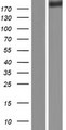 FLNA / Filamin A Protein - Western validation with an anti-DDK antibody * L: Control HEK293 lysate R: Over-expression lysate