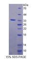 FLNA / Filamin A Protein - Recombinant  Filamin A Alpha By SDS-PAGE