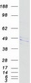 FLOT1 / Flotillin 1 Protein - Purified recombinant protein FLOT1 was analyzed by SDS-PAGE gel and Coomassie Blue Staining