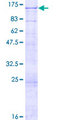 FLYWCH1 Protein - 12.5% SDS-PAGE of human FLYWCH1 stained with Coomassie Blue