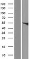FMO5 Protein - Western validation with an anti-DDK antibody * L: Control HEK293 lysate R: Over-expression lysate