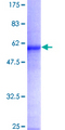 FMO5 Protein - 12.5% SDS-PAGE of human FMO5 stained with Coomassie Blue