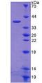 FN3K / Fructosamine-3-Kinase Protein - Recombinant  Fructosamine-3-Kinase By SDS-PAGE