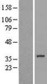 FN3KL / FN3KRP Protein - Western validation with an anti-DDK antibody * L: Control HEK293 lysate R: Over-expression lysate